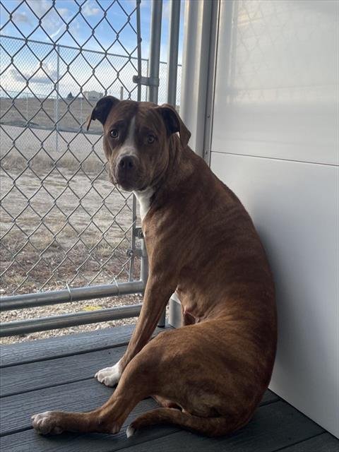 BREANN - Pit Bull Terrier available for adoption