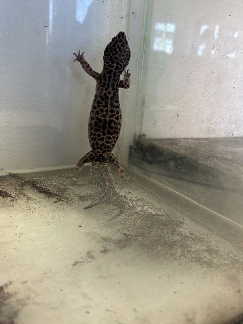 LEOPORD GECKO - Lizard available for adoption