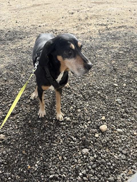 PEPPERMINT - Bluetick Coonhound available for adoption