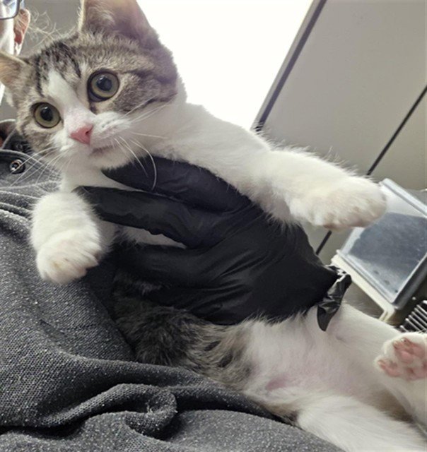 KELLY Image