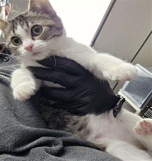 KELLY - Domestic Short Hair available for adoption