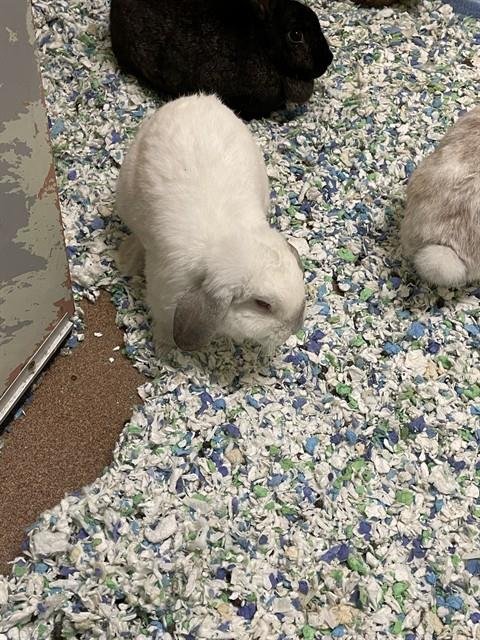A122490 - English Lop available for adoption