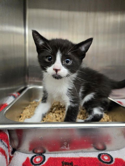 NOODLE - Domestic Short Hair available for adoption