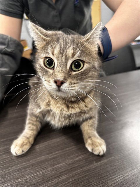 CASEY - Domestic Medium Hair available for adoption