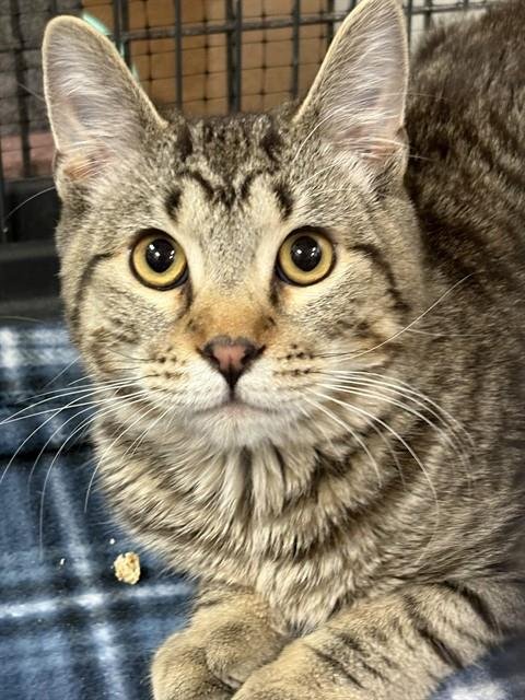 BREMBO - Domestic Short Hair available for adoption