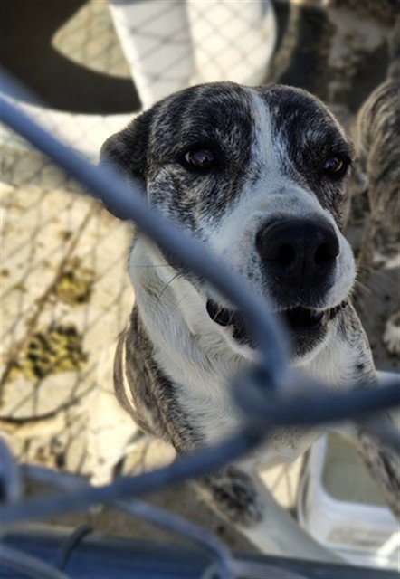 SISU - Australian Cattle Dog/Blue Heeler for adoption in Casper