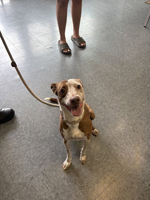 BAIYLIE - Australian Cattle Dog/Blue Heeler for adoption in Casper