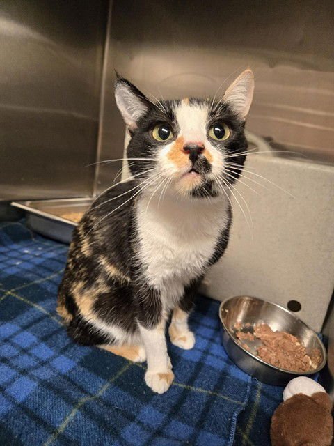 DAHLIA - Domestic Short Hair available for adoption