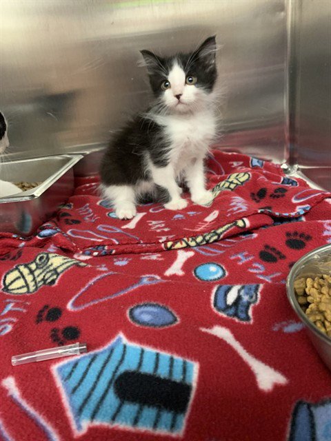 CHEECH - Domestic Short Hair for adoption in Casper