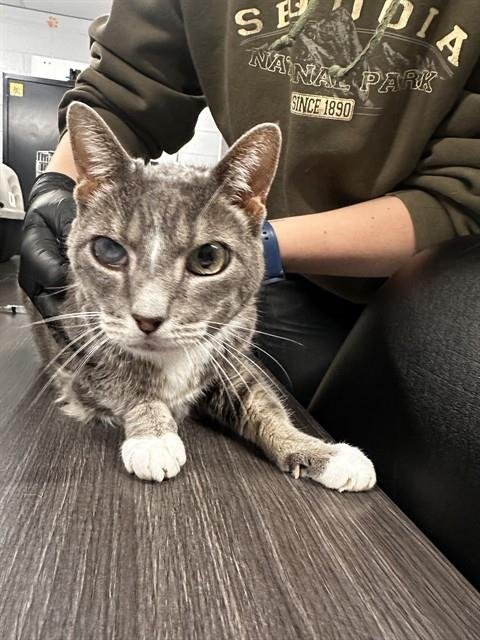 CHURCH - Domestic Short Hair available for adoption