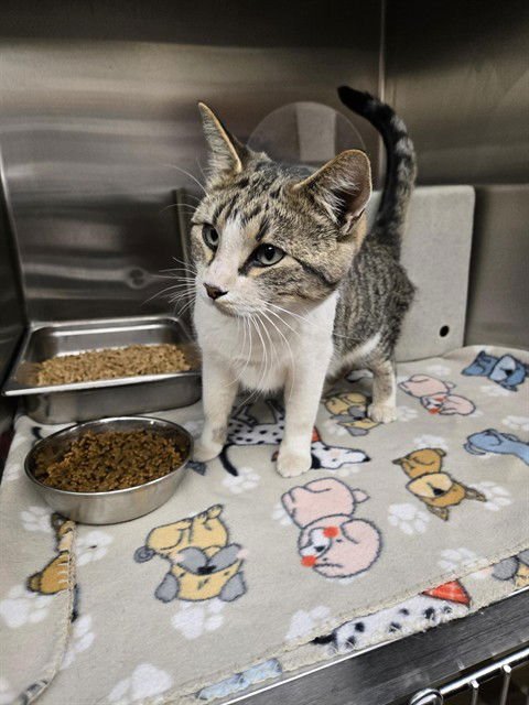 ZELDA - Domestic Short Hair available for adoption