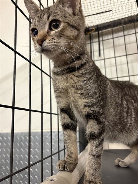 RIZZO - Domestic Short Hair available for adoption