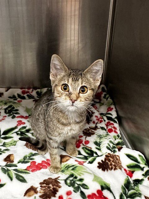 SANDY - Domestic Short Hair available for adoption