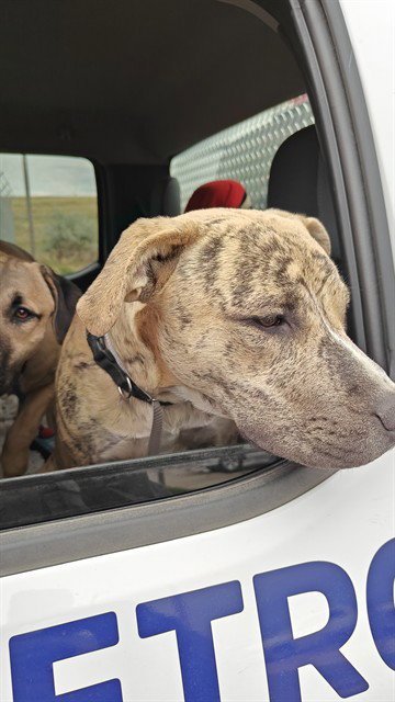 XIENNA - Pit Bull Terrier / Labrador Retriever for adoption in Casper