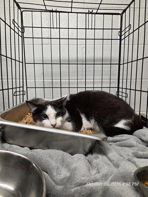 CYBORG - Domestic Short Hair available for adoption