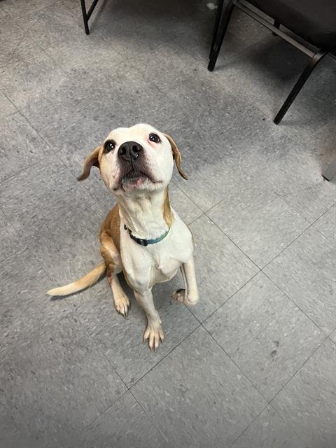 PAYTON - Pit Bull Terrier available for adoption
