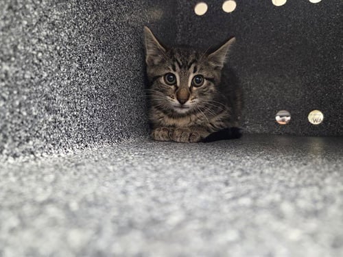 SKIPPY - Domestic Short Hair available for adoption