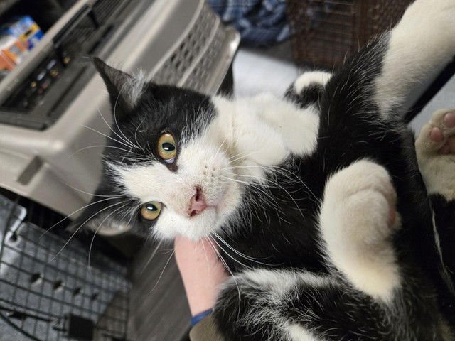 JAMES - Domestic Short Hair available for adoption