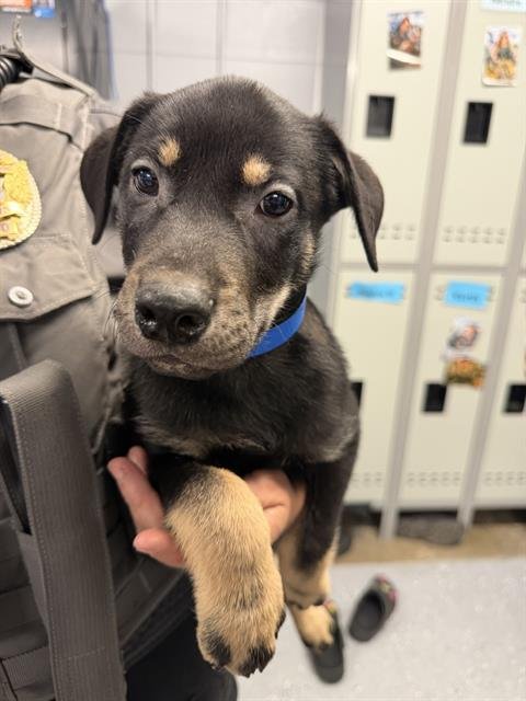 BOY 6 FLASH - Siberian Husky / Rottweiler available for adoption