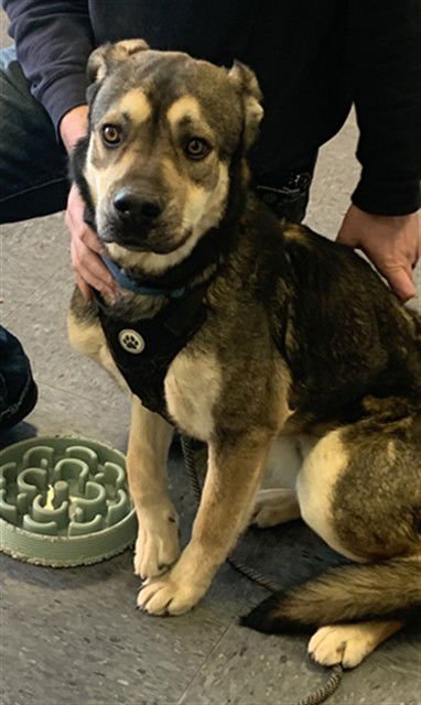 TAZ - German Shepherd Dog available for adoption