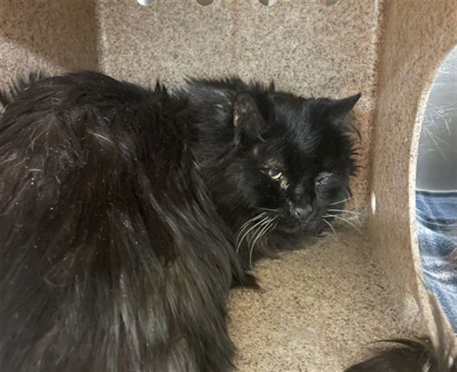 FURBALL - Domestic Long Hair available for adoption