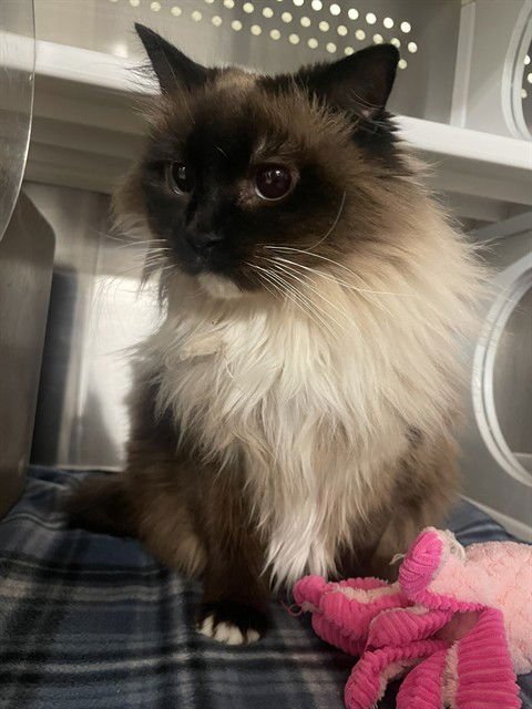 SAMMY - Domestic Long Hair available for adoption