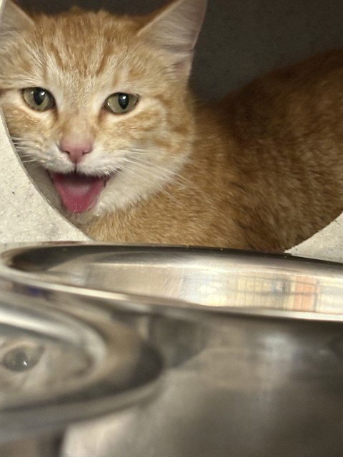 BEAN - Domestic Short Hair for adoption in Casper