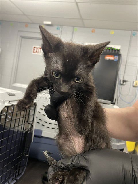 APPLE - Domestic Short Hair available for adoption