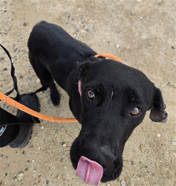 NALA - Pit Bull Terrier available for adoption