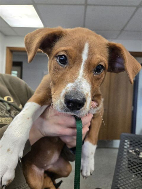 MUFFIN - Australian Cattle Dog/Blue Heeler available for adoption