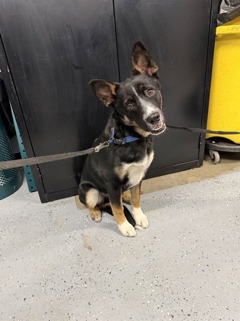 HUDSON - Australian Shepherd available for adoption