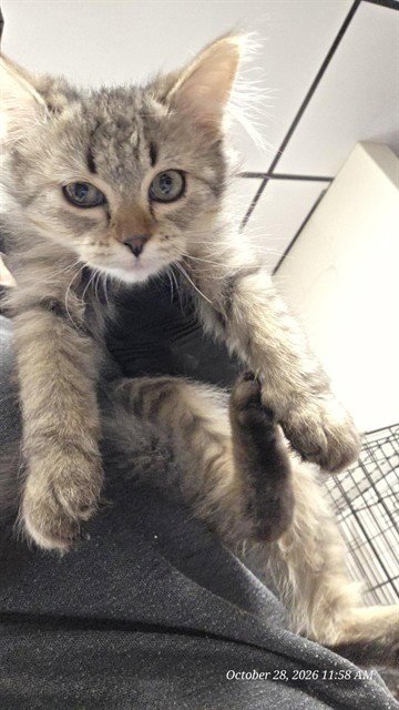 MAC-EE - Domestic Short Hair available for adoption