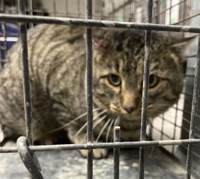 LITTLE BIT - Domestic Short Hair available for adoption