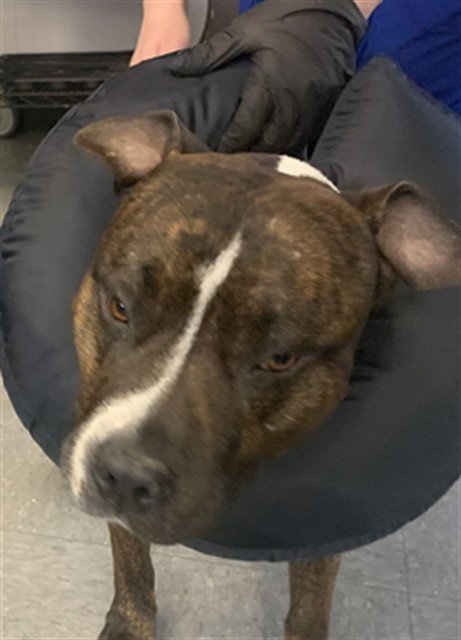 BOSTON - Pit Bull Terrier available for adoption