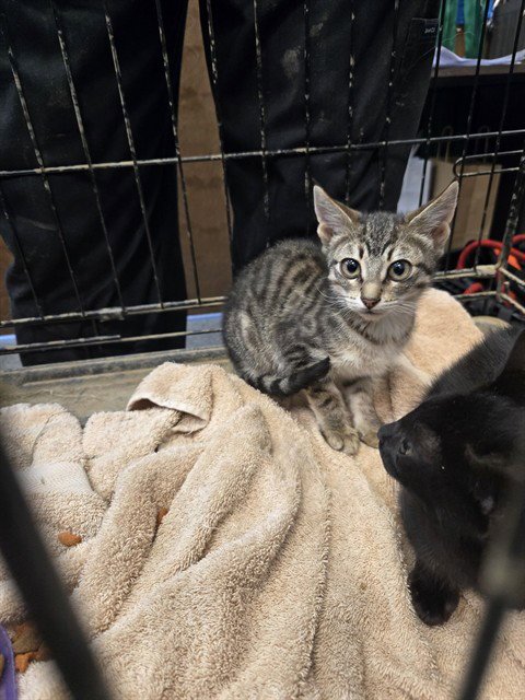 VOGUE - Domestic Short Hair for adoption in Casper