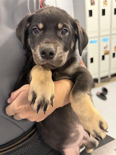 BOY 8 - Siberian Husky / Rottweiler available for adoption