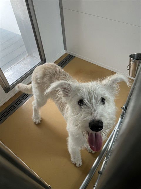 MS BOO THING - Wheaten Terrier available for adoption