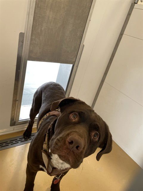 SCOOBY DOO - Pit Bull Terrier available for adoption