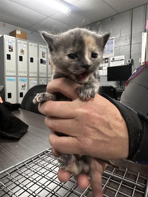 DAISY - Domestic Short Hair available for adoption