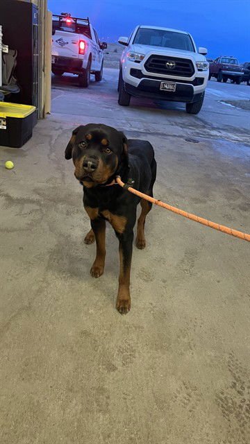 LYLA - Rottweiler available for adoption