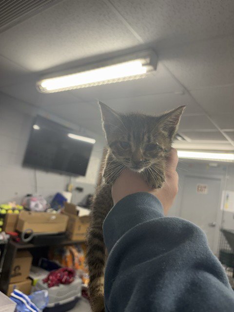 MELVIN - Domestic Short Hair for adoption in Casper