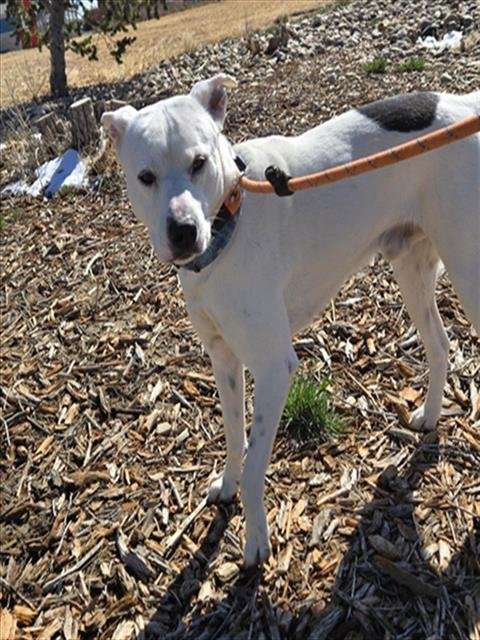 BART - Pit Bull Terrier available for adoption