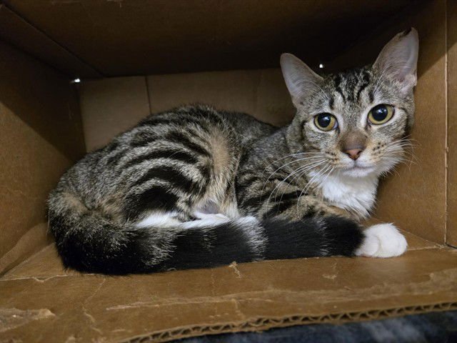 CHAI - Domestic Short Hair available for adoption