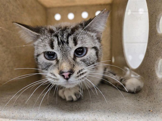 TIKI - Siamese available for adoption