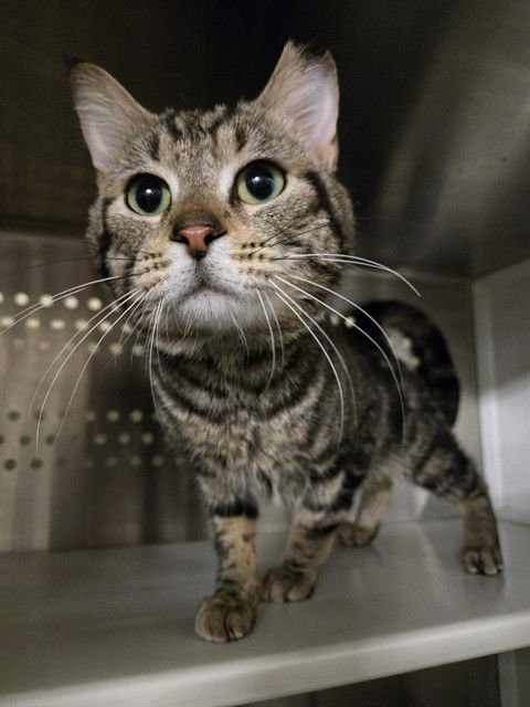 GRAYSON - Domestic Short Hair available for adoption