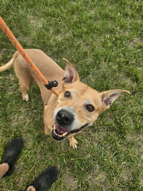 MADDIE - Pit Bull Terrier for adoption in Casper