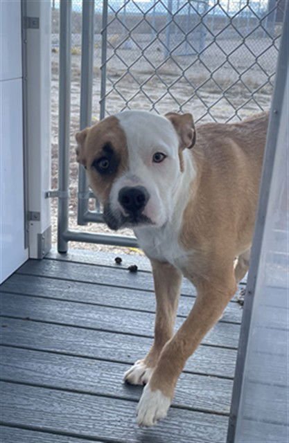 JADA - Pit Bull Terrier available for adoption