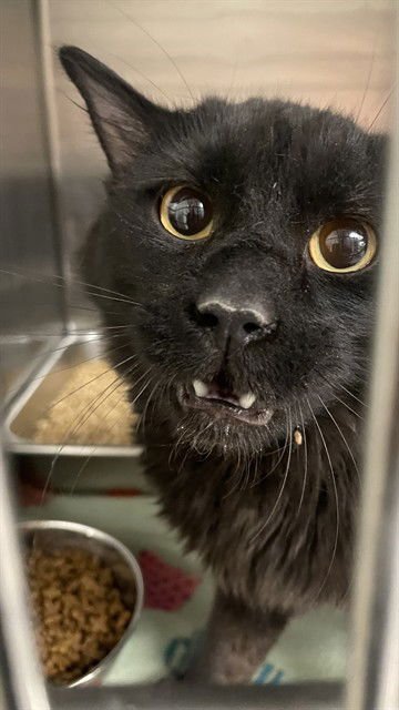 SPOOKY - Domestic Medium Hair available for adoption