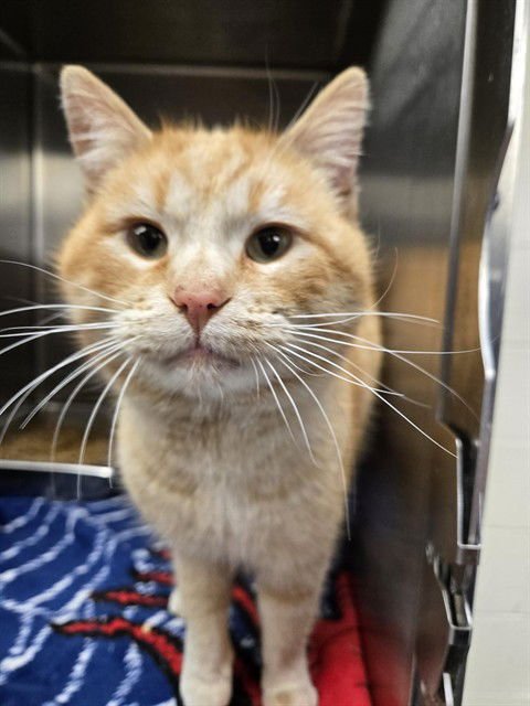 JACKSON - Domestic Short Hair available for adoption