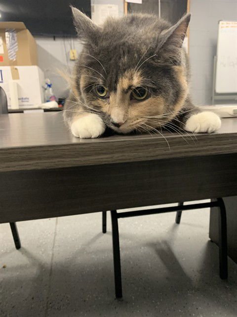 CHOCKY - Domestic Short Hair available for adoption